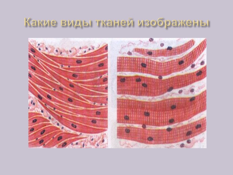 Какие виды тканей изображены